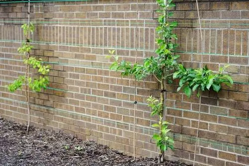 Espalier-fruit