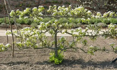 Buah Espalier: Apakah jarak yang perlu anda kekalkan?