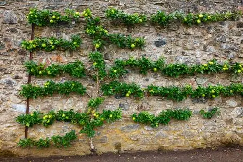 Espalier frukt på veggen