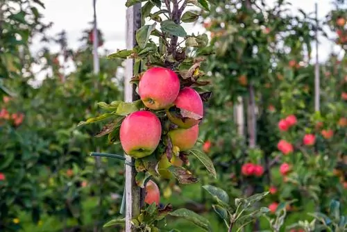 Espalier meyvələri bağlayın