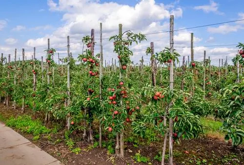 Homemade espalier fruit scaffolding