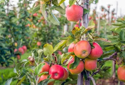 espalier jabuka