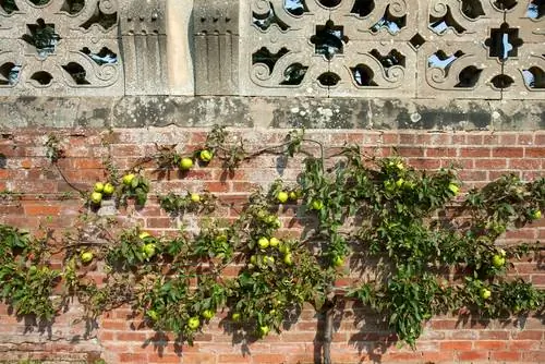 Espalier persikas