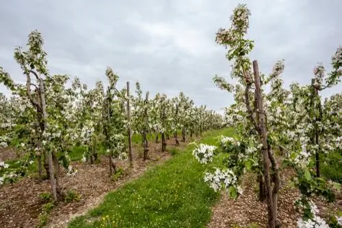 Espalier vyšnia