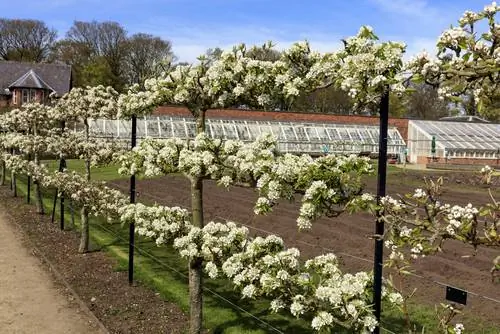 Espaçamento de frutas em espaldeira de plantas