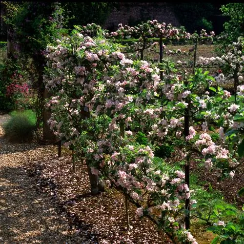 Espalier meyvə məxfilik ekranı