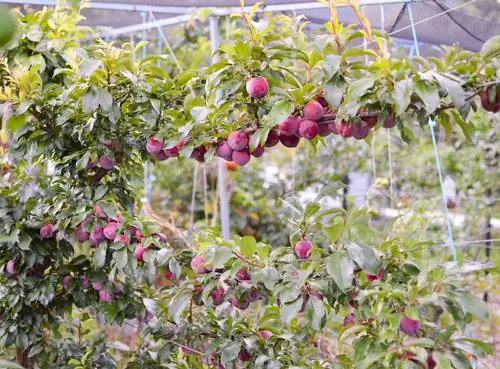 Ciruelas como fruta en espaldera: así funciona en tu propio jardín