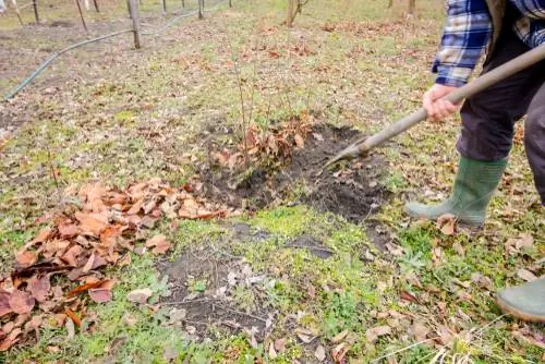 Espalier vrugte plant tyd