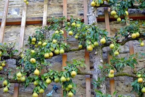 Espalier fruit pear: cultivation, care and increase yield