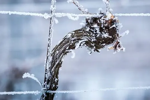 Climbing fruit in winter