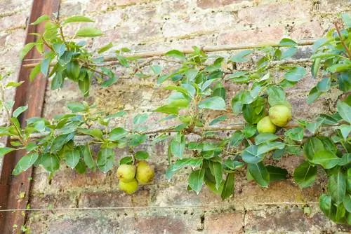 Εκτροφή φρούτων Espalier