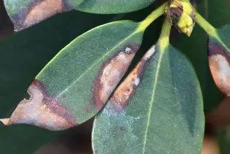 Rhododendron: Recognize and combat leaf spot disease