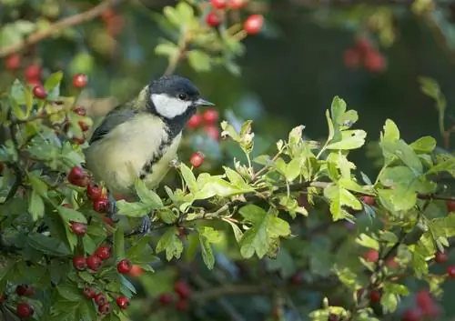 Cultivar setos para pájaros