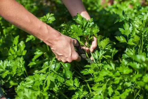 Pietersielie: Herken en voorkom blaarvleksiekte