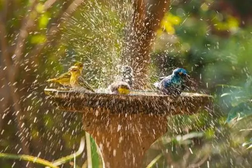 Prepare uma banheira para pássaros: é assim que os pássaros encontram seu paraíso de banho