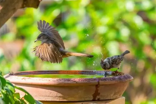 Make a birdbath