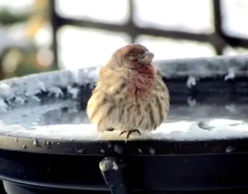 Gardez le bain d'oiseaux exempt de glace