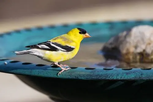 Baño para pájaros casero