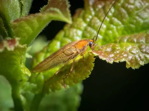 forest cockroach