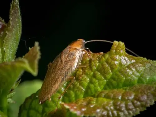 অ্যাম্বার তেলাপোকা