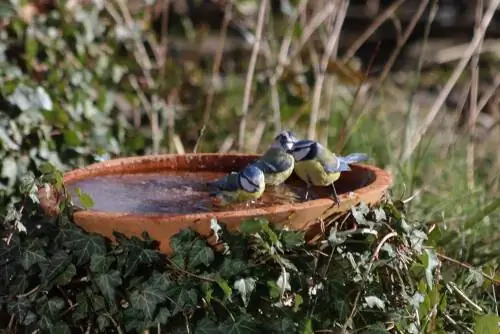 Birdbath կավե աման