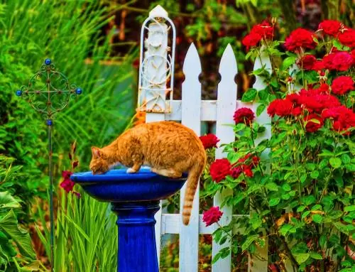 Bagno per uccelli per gatti