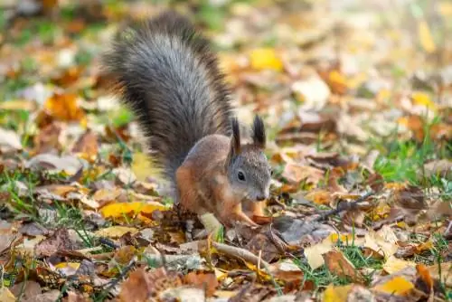 orava talveunestus