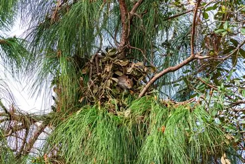 eekhoorn nest