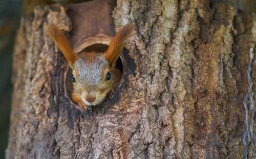 kiota cha squirrel