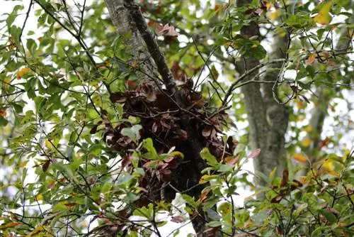 Eekhoorn Kobel in de tuin: hoe kan ik helpen?