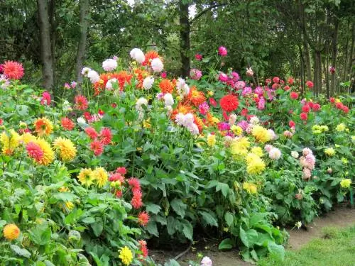 Dahlias September