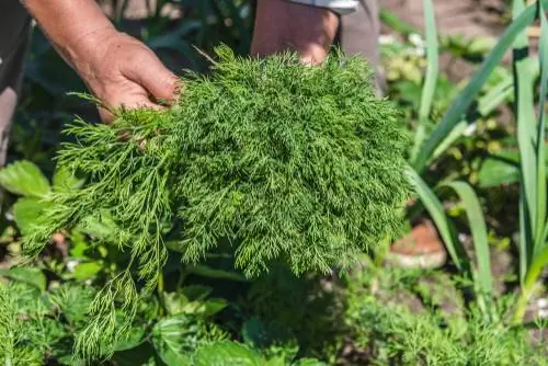 Collita d'herbes