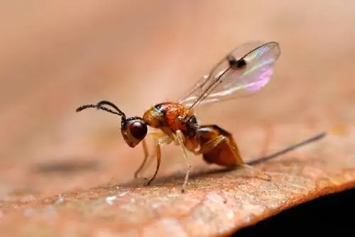 Gall wasps: Mysterious insects and their way of life