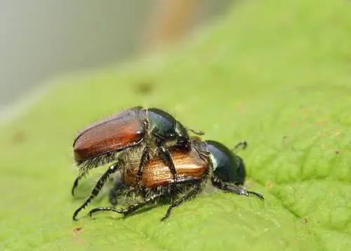 escarabat de la fulla de jardí