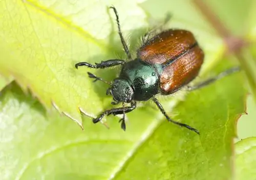 Garden leaf beetles: recognize, prevent and of course combat