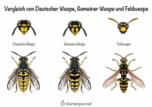 Kev sib piv ntawm German wasp, common wasp and field wasp