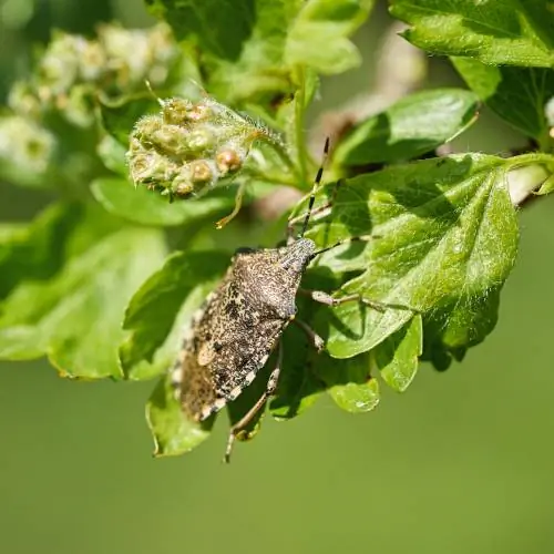 Stink bug