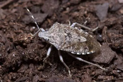 insecto de jardín