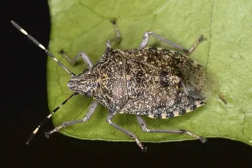 insecto de jardín