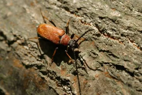 kumbang tanduk panjang