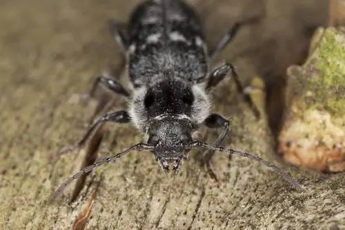 Pagkilala at paglaban sa mga longhorned beetle: Ganito ka magpapatuloy