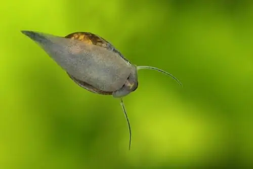 caracol bolha