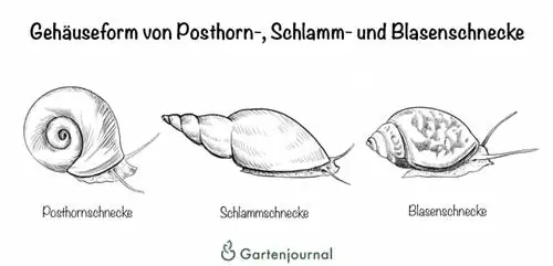 Kuoren muotoinen ramshorn, mutaa ja virtsarakkoetanoita