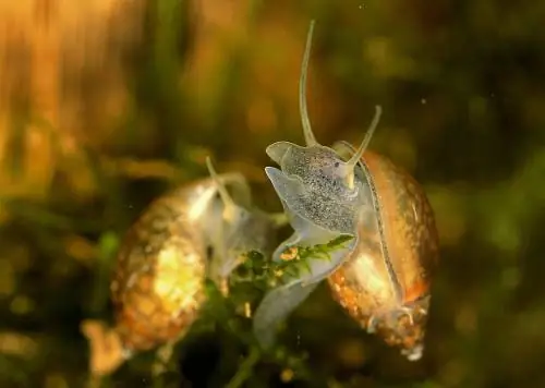 Bubble snails in the aquarium: useful or harmful?