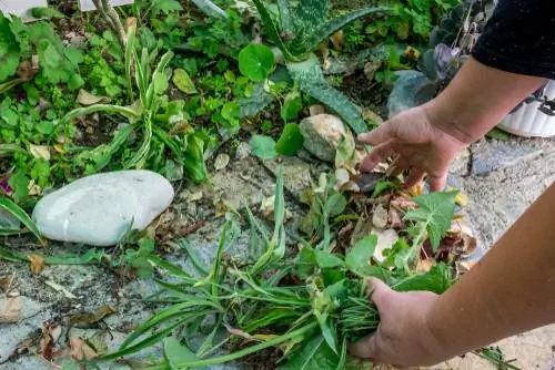 Bankgras in die tuin: Hoe veg jy die hardnekkige onkruid?