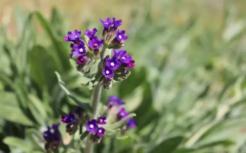 Oxtongue weed: Azonosítsd és harcolj hatékonyan