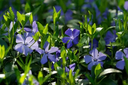 Plantes contra les males herbes: Aquestes plantes ornamentals ajuden en la lluita