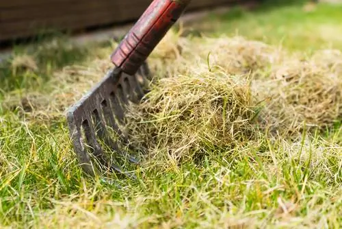 Weeds in the lawn