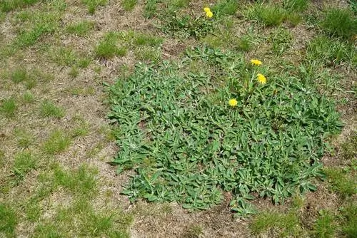 Mauvaises herbes dans la pelouse