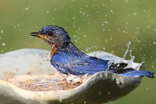 Haz tu propio baño para pájaros